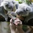 Il baby koala allo zoo di Duisburg 01