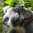 Il baby koala allo zoo di Duisburg 02