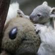 Il baby koala allo zoo di Duisburg 04