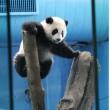 Il baby panda gioca con la mamma allo zoo di Taipei05