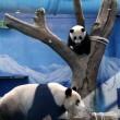 Il baby panda gioca con la mamma allo zoo di Taipei02