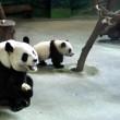 Il baby panda gioca con la mamma allo zoo di Taipei01