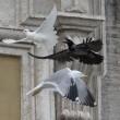 Papa Francesco libera una colomba: corvo e gabbiano l'aggrediscono (foto) 02