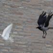 Papa Francesco libera una colomba: corvo e gabbiano l'aggrediscono (foto) 03