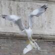 Papa Francesco libera una colomba: corvo e gabbiano l'aggrediscono (foto) 04