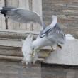 Papa Francesco libera una colomba: corvo e gabbiano l'aggrediscono (foto) 05