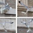 Papa Francesco libera una colomba: corvo e gabbiano l'aggrediscono (foto) 06