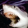 Lo squalo bianco può vivere fino a 70 anni. Mappato il dna di quello elefante 03