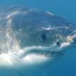 Lo squalo bianco può vivere fino a 70 anni. Mappato il dna di quello elefante 02
