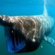 Lo squalo bianco può vivere fino a 70 anni. Mappato il dna di quello elefante 01