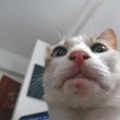 Anche i gatti si fanno i selfie le foto del blog Sad and Useless 01
