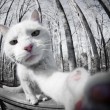 Anche i gatti si fanno i selfie le foto del blog Sad and Useless 10