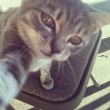 Anche i gatti si fanno i selfie le foto del blog Sad and Useless 03
