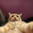 Anche i gatti si fanno i selfie le foto del blog Sad and Useless 04