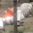 Inserviente dello zoo nella gabbia delle tigri01