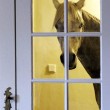 Nasar, il cavallo che ama vivere in casa insieme alla sua padrona02