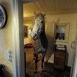 Nasar, il cavallo che ama vivere in casa insieme alla sua padrona01