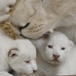 Polonia, 3 gemelli di leone bianco 01