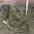 Zanna di mammuth lunga 2,60m trovata per caso a Seattle02
