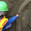 Zanna di mammuth lunga 2,60m trovata per caso a Seattle04