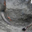 Zanna di mammuth lunga 2,60m trovata per caso a Seattle5
