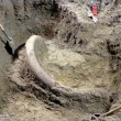 Zanna di mammuth lunga 2,60m trovata per caso a Seattle6