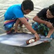 Perù, ragazzi danno birra al delfino spiaggiato01