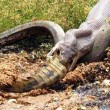 Australia, il serpente mangia il coccodrillo 01