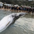 Carcassa di balena lunga 10 metri su spiaggia della Tunisia05