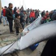 Carcassa di balena lunga 10 metri su spiaggia della Tunisia03