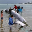 Carcassa di balena lunga 10 metri su spiaggia della Tunisia02