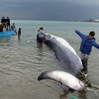 Carcassa di balena lunga 10 metri su spiaggia della Tunisia01