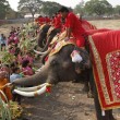 La Thailandia festeggia gli elefanti con buffet di frutta e verdura03