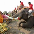La Thailandia festeggia gli elefanti con buffet di frutta e verdura4