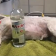 Bottiglia di vodka salva la vita ad un cane01