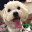 Bottiglia di vodka salva la vita ad un cane01