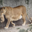 Dopo la giraffa Marius, lo zoo di Copenaghen uccide 4 leoni08
