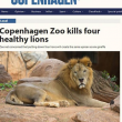 Dopo la giraffa Marius, lo zoo di Copenaghen uccide 4 leoni02