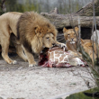 Dopo la giraffa Marius, lo zoo di Copenaghen uccide 4 leoni01