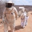 Abito da apicultore per l'asino: l'invenzione dell'allevatore brasiliano 01