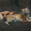 Katerina Plotnikova, la fotografa che posa con le tigri, gli orsi e i serpenti05
