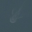 Mostro di Loch Ness "avvistato" con mappe satellitari Apple (foto)