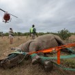 Rinoceronti a rischio estinzione: in Sudafrica si salvano agganciandoli all'elicottero04
