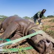 Rinoceronti a rischio estinzione: in Sudafrica si salvano agganciandoli all'elicottero03