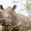 Rinoceronti a rischio estinzione: in Sudafrica si salvano agganciandoli all'elicottero02