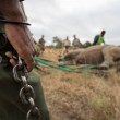 Rinoceronti a rischio estinzione: in Sudafrica si salvano agganciandoli all'elicottero01