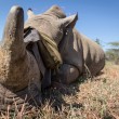 Rinoceronti a rischio estinzione: in Sudafrica si salvano agganciandoli all'elicottero07
