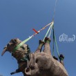 Rinoceronti a rischio estinzione: in Sudafrica si salvano agganciandoli all'elicottero06