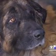 Porta suo cane malato a morire: dopo 6 mesi ancora vivo, usato per trasfusioni