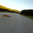 Motociclista travolge cervo e riesce a rimanere in sella01